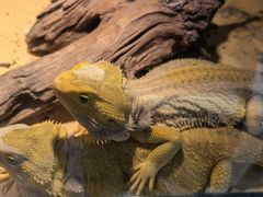 -酷以爬仙阁实体爬宠店·守宫·蜥蜴·专业繁育