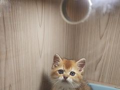 -屋虎猫馆(宝安大仟里店)