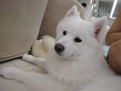 -怪兽屋·羊驼·猫咖·狗咖(俊华广场店)