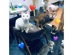 -猫色咖啡·猫咖