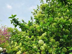 -铁山坪森林公园