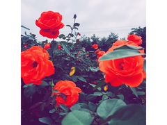 -亚龙湾国际玫瑰谷