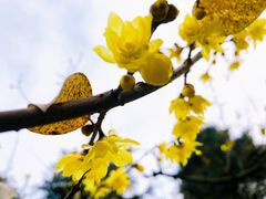 -菊花台公园
