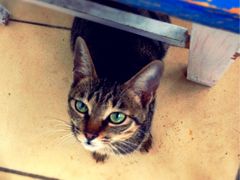 可爱的小馋猫儿-七七家的糖水店(南湾街1号店)