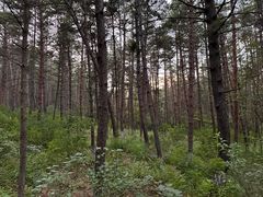 -帽儿山国家森林公园