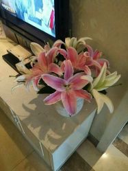 -金夫人美容