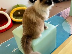 -猫在这儿猫咪咖啡馆·撸猫馆