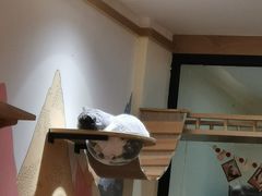 -滚猫咖啡·猫咖·猫友好撸猫(未来城店)