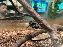 -上海昆虫博物馆