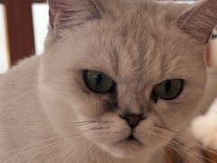 -Let's go狗咖·猫咖·奶狗·桌游(春熙路IFS店)