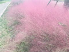 -白鹭湾湿地公园