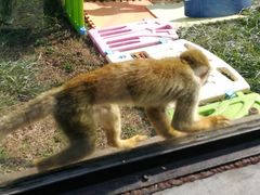 -石家庄市动物园