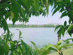 -绍兴镜湖国家城市湿地公园