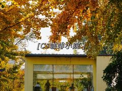 -三里屯东五街银杏大道