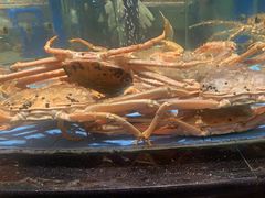 -渔傅·霞浦滩涂海鲜(建平店)