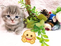 -十年猫舍·猫咪专门店(普陀店)