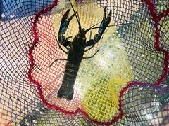 -桃源乐钓虾馆(松岗概念店)