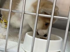 -北京观赏动物医院·24小时大型综合·猫专科·异宠专科
