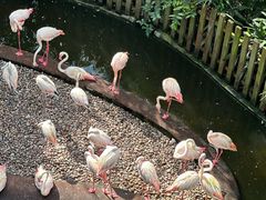 -新加坡飞禽公园