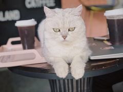 -喵屿·大理花园猫咖