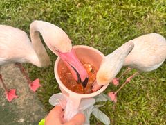 -广州长隆飞鸟乐园