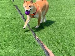 -汪说喵讲宠物乐园宠物酒店(红星美凯龙店)