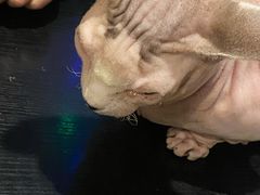 -猫小院猫主题咖啡厅(北锣店)