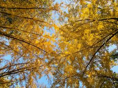 -三里屯东五街银杏大道