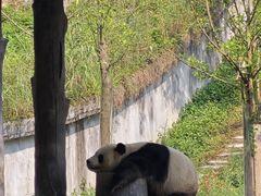 -中国大熊猫保护研究中心雅安碧峰峡基地