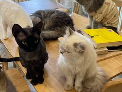 -楼上猫咖(罗湖店)