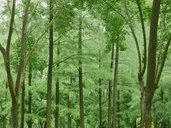 -西北湖绿化广场