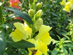 -广东花都香草世界旅游度假区