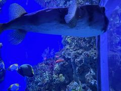 -鹿儿岛水族馆