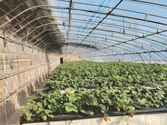 -甜心庄园·甜心草莓采摘园(西青中北店)