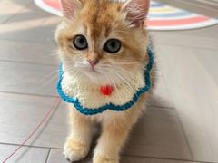 -lincat·猫舍(广州店)