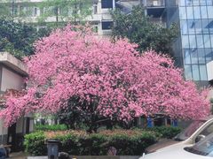 -武汉大学人民医院(首义院区)