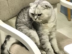 -喵的天空名猫咖啡馆·撸猫·猫舍·用品