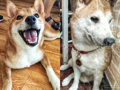 -柴犬高等学院·狗咖·柴犬售卖·宠物训练