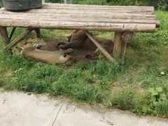 -西安秦岭野生动物园