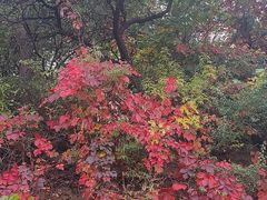 -北京西山国家森林公园