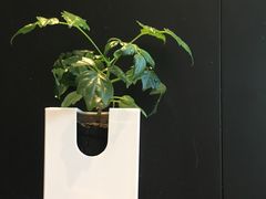 -Home Cafe(水榭春天店)