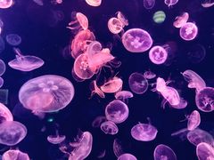 -烟台海昌鲸鲨海洋公园