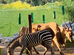 -北京野生动物园