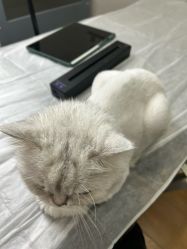 -小部落•刺青•穿孔饰品•海娜纹身
