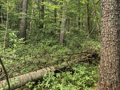 -五营红松林海景区