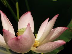 -荔湾湖公园
