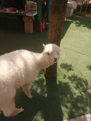 -萌宠亲子动物乐园(槐房万达店)