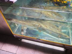 -煲来饱去冷水鱼
