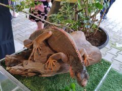 -清迈夜间动物园