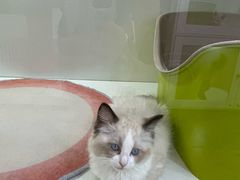 -青奢宠物·青奢猫舍